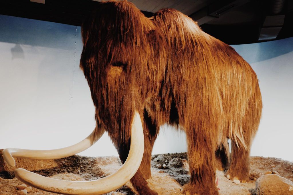 woolly mammoth in the zoology museum of Copenhagen 